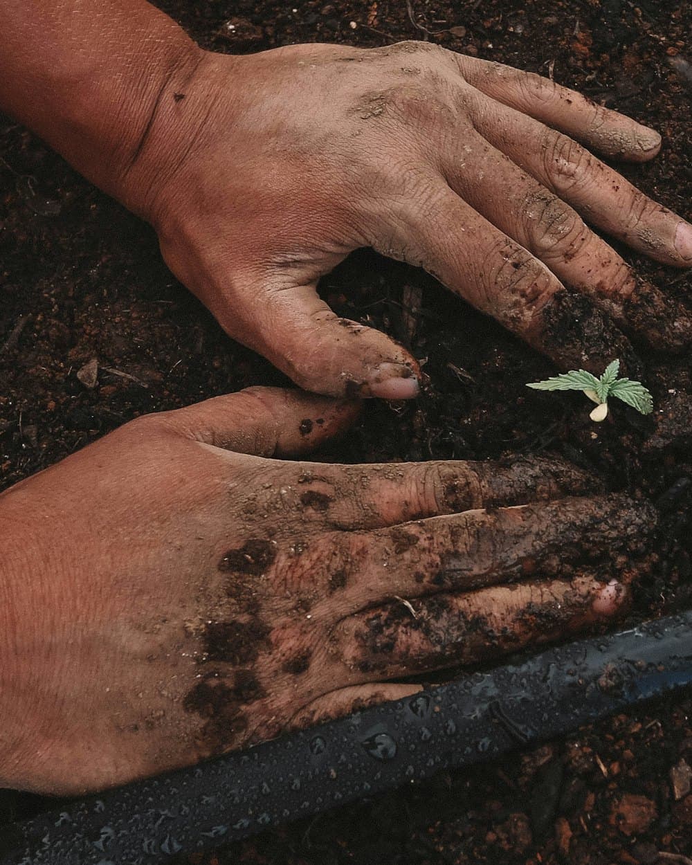 Hands covered in dark soil planting a small green seedling