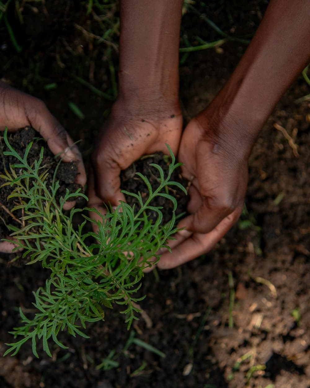 Two pairs of hands planting a small green seedling together