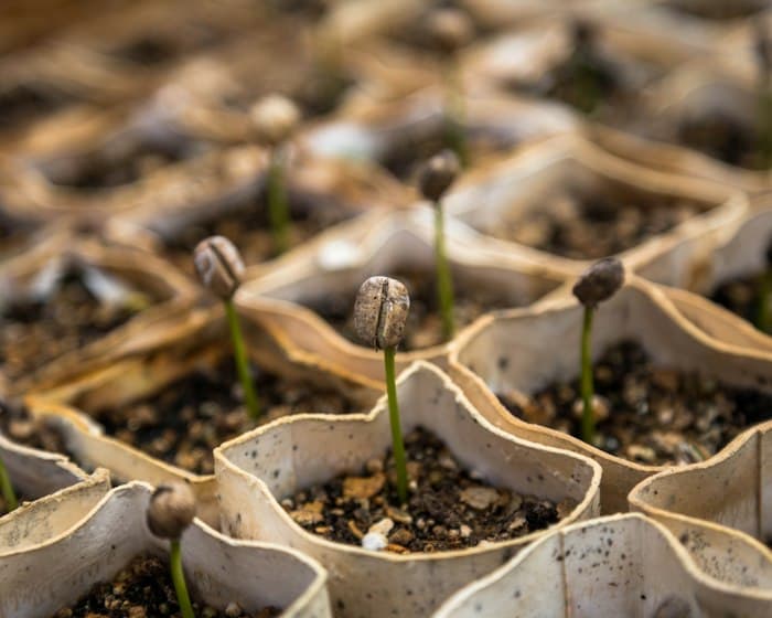 A row of bean sprouts at successive stages of growth