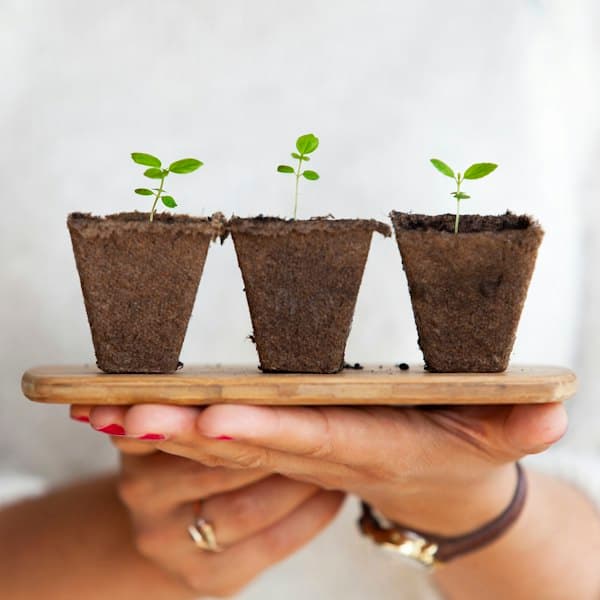 Three young plants standing side by side